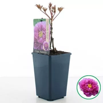 Lila fás szárú Bazsarózsa - Paeonia suffruticosa 