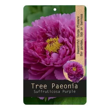 Lila fás szárú Bazsarózsa - Paeonia suffruticosa 