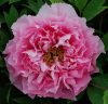Rózsaszín fás szárú Bazsarózsa - Paeonia suffruticosa