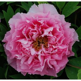 Rózsaszín fás szárú Bazsarózsa - Paeonia suffruticosa