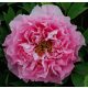 Rózsaszín fás szárú Bazsarózsa - Paeonia suffruticosa