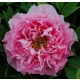 Rózsaszín fás szárú Bazsarózsa - Paeonia suffruticosa