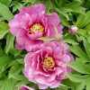Rózsaszín fás szárú Bazsarózsa - Paeonia suffruticosa
