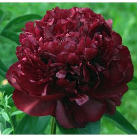   Illatos Bíborvörös Bazsarózsa - Paeonia lactiflora 'Monsieur Martin Cahuzac'