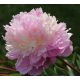 Illatos Rózsaszín-krém Bazsarózsa - Paeonia lactiflora 'Sorbet'