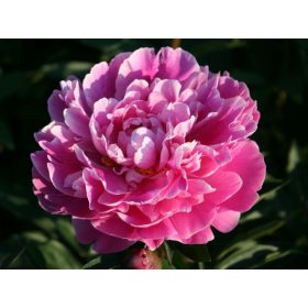   Illatos rózsaszín Bazsarózsa - Paeonia lactiflora 'Gilbert Barthelot'