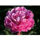 Illatos rózsaszín Bazsarózsa - Paeonia lactiflora 'Gilbert Barthelot'