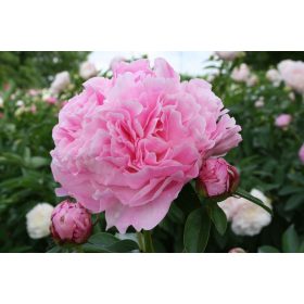   Illatos telt rózsaszín Bazsarózsa - Paeonia lactiflora 'Miss Eckhart'