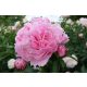 Illatos telt rózsaszín Bazsarózsa - Paeonia lactiflora 'Miss Eckhart'