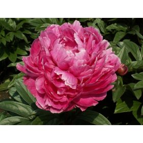  Illatos mélyrózsaszín Bazsarózsa - Paeonia lactiflora 'Jadwiga' 