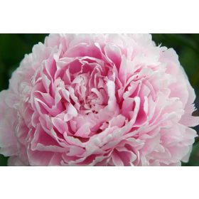   Illatos púder rózsaszín Bazsarózsa - Paeonia lactiflora ‘Sarah Bernhardt’