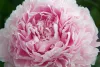 Illatos púder rózsaszín Bazsarózsa - Paeonia lactiflora ‘Sarah Bernhardt’