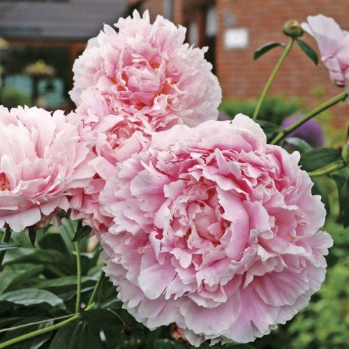 Illatos púder rózsaszín Bazsarózsa - Paeonia lactiflora ‘Sarah Bernhardt’