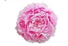 Illatos púder rózsaszín Bazsarózsa - Paeonia lactiflora ‘Sarah Bernhardt’