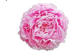 Illatos púder rózsaszín Bazsarózsa - Paeonia lactiflora ‘Sarah Bernhardt’