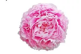 Illatos púder rózsaszín Bazsarózsa - Paeonia lactiflora ‘Sarah Bernhardt’