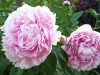 Illatos púder rózsaszín Bazsarózsa - Paeonia lactiflora ‘Sarah Bernhardt’