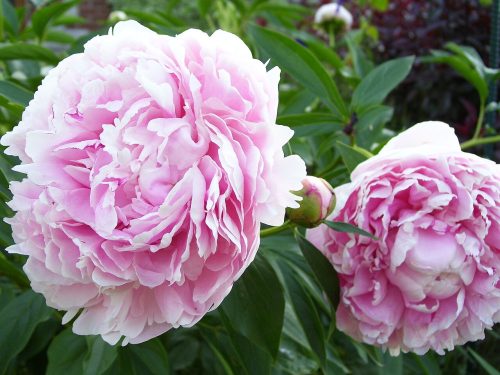 Illatos púder rózsaszín Bazsarózsa - Paeonia lactiflora ‘Sarah Bernhardt’