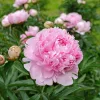 Illatos púder rózsaszín Bazsarózsa - Paeonia lactiflora ‘Sarah Bernhardt’