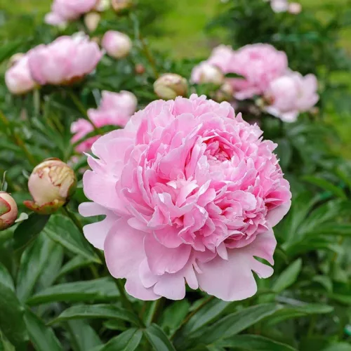Illatos púder rózsaszín Bazsarózsa - Paeonia lactiflora ‘Sarah Bernhardt’