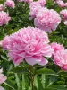 Illatos púder rózsaszín Bazsarózsa - Paeonia lactiflora ‘Sarah Bernhardt’