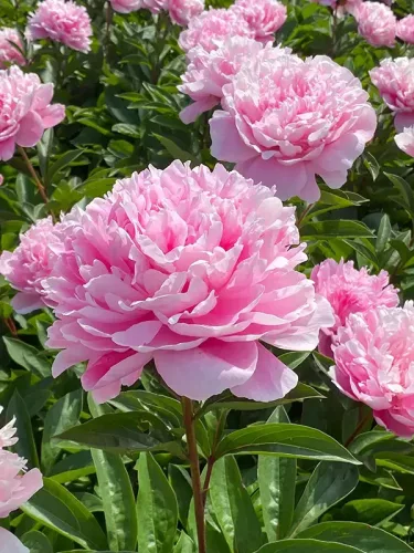 Illatos púder rózsaszín Bazsarózsa - Paeonia lactiflora ‘Sarah Bernhardt’