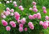 Illatos púder rózsaszín Bazsarózsa - Paeonia lactiflora ‘Sarah Bernhardt’