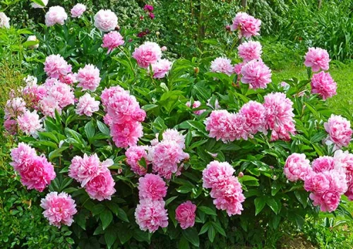 Illatos púder rózsaszín Bazsarózsa - Paeonia lactiflora ‘Sarah Bernhardt’