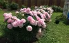 Illatos púder rózsaszín Bazsarózsa - Paeonia lactiflora ‘Sarah Bernhardt’