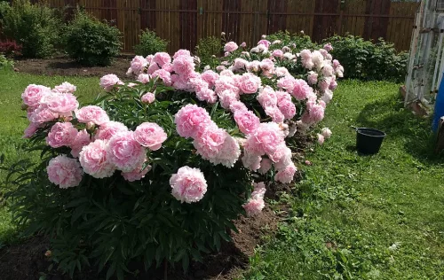 Illatos púder rózsaszín Bazsarózsa - Paeonia lactiflora ‘Sarah Bernhardt’