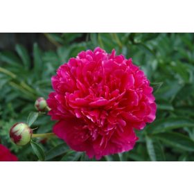   Illatos bíborvörös Bazsarózsa - Paeonia lactiflora 'Felix Crousse'