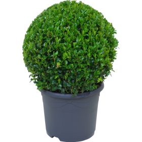   Buxus Sempervirens - Örökzöld puszpáng - Gömbre nyírt - C5