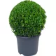 Buxus Sempervirens - Örökzöld puszpáng - Gömbre nyírt - C5