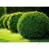 Buxus Sempervirens - Örökzöld puszpáng - Gömbre nyírt - C5