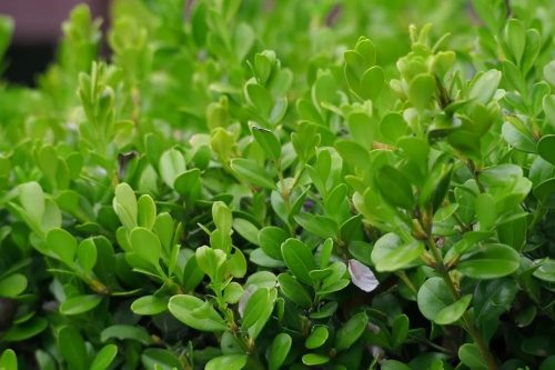 Buxus Sempervirens - Örökzöld puszpáng - Gömbre nyírt - C5