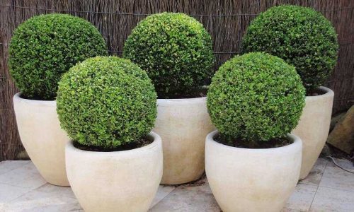 Buxus Sempervirens - Örökzöld puszpáng - Gömbre nyírt - C5