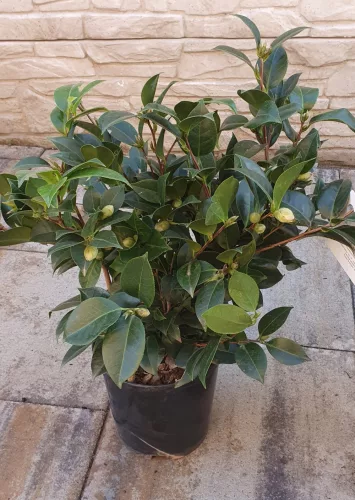 Camelia Japonica "Rosso" - Japán kamélia 