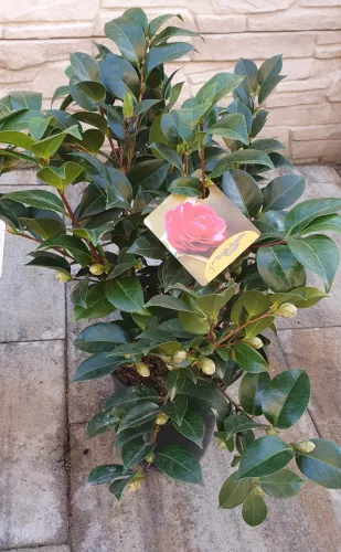 Camelia Japonica "Rosso" - Japán kamélia 