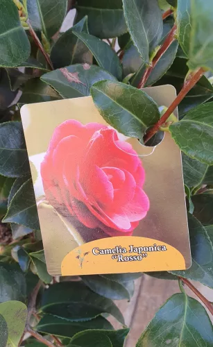 Camelia Japonica "Rosso" - Japán kamélia 