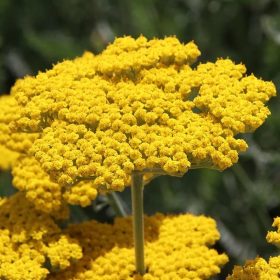   Jószagú cickafark - Achillea millefolium 'Coronation Gold