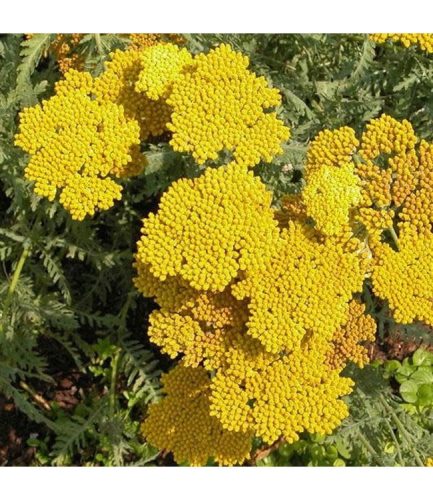 Jószagú cickafark - Achillea millefolium 'Coronation Gold