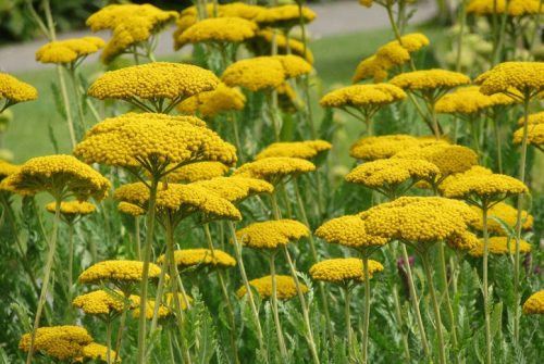 Jószagú cickafark - Achillea millefolium 'Coronation Gold