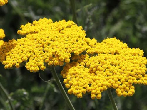 Jószagú cickafark - Achillea millefolium 'Coronation Gold