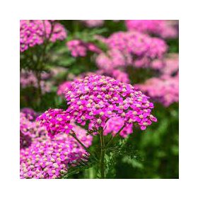   Rózsaszín cickafark - Achillea millefolium " Cerise Queen"-9cs