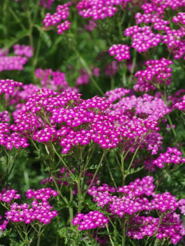 Rózsaszín cickafark - Achillea millefolium " Cerise Queen"-9cs