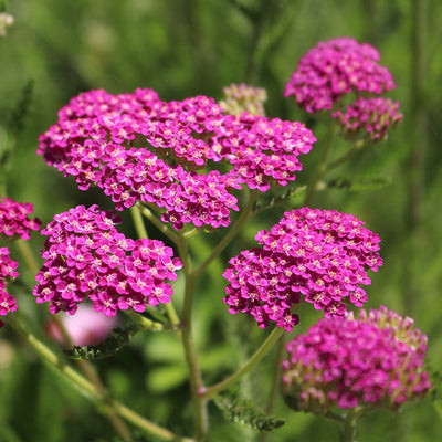 Rózsaszín cickafark - Achillea millefolium " Cerise Queen"-9cs