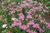 Rózsaszín cickafark - Achillea millefolium " Cerise Queen"-9cs