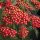 Piros virágú cickafark - Achillea millefolium " Paprika" - cs9