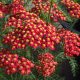 Piros virágú cickafark - Achillea millefolium " Paprika"