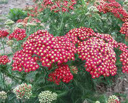 Piros virágú cickafark - Achillea millefolium " Paprika"